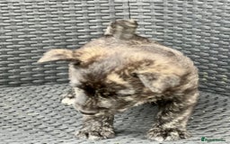 Mixed Breed dogs for sale: Weeranian Pups - Image 6