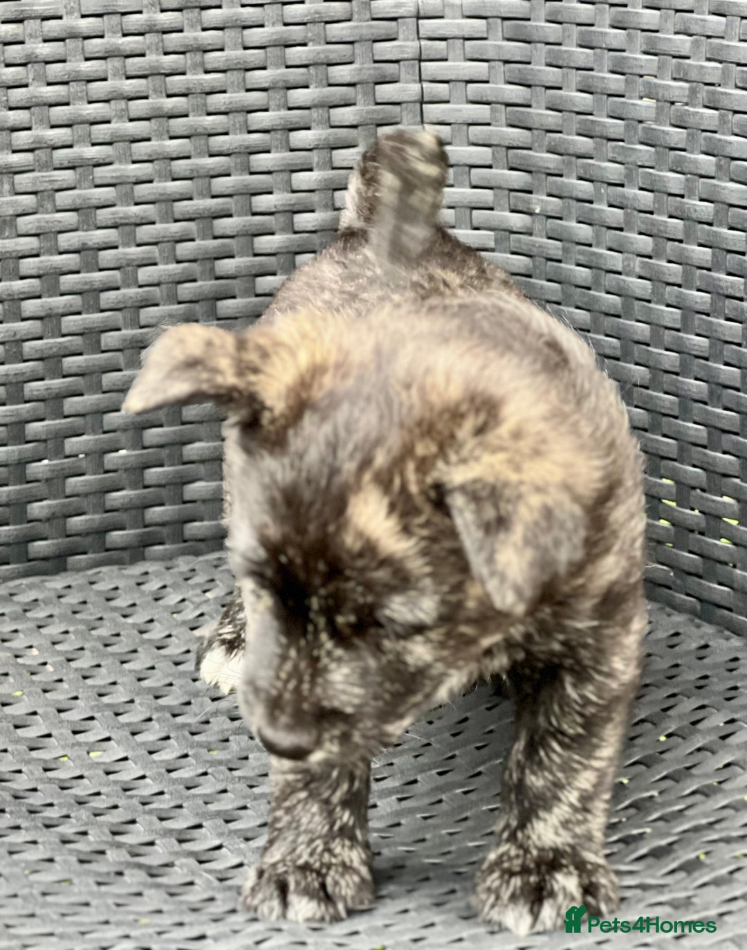 Mixed Breed dogs for sale: Weeranian Pups - Image 6
