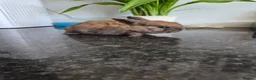 Mixed Breed rabbits for sale: Baby rabbits  - Advert 6