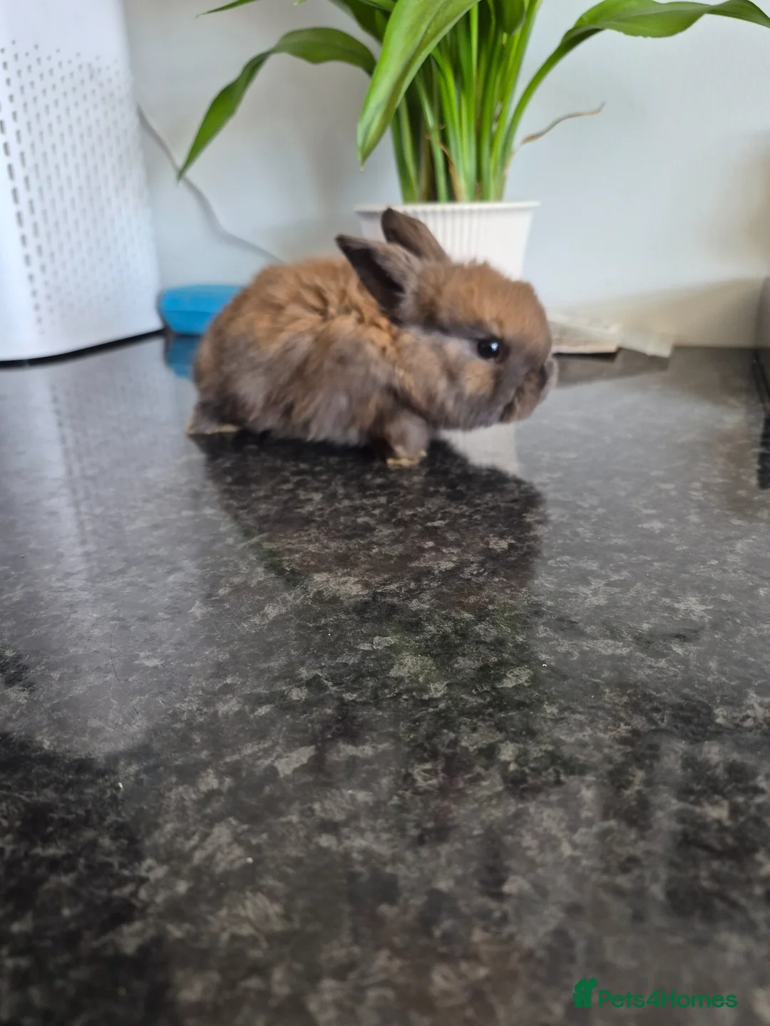 Mixed Breed rabbits for sale: Baby rabbits  - Advert 6