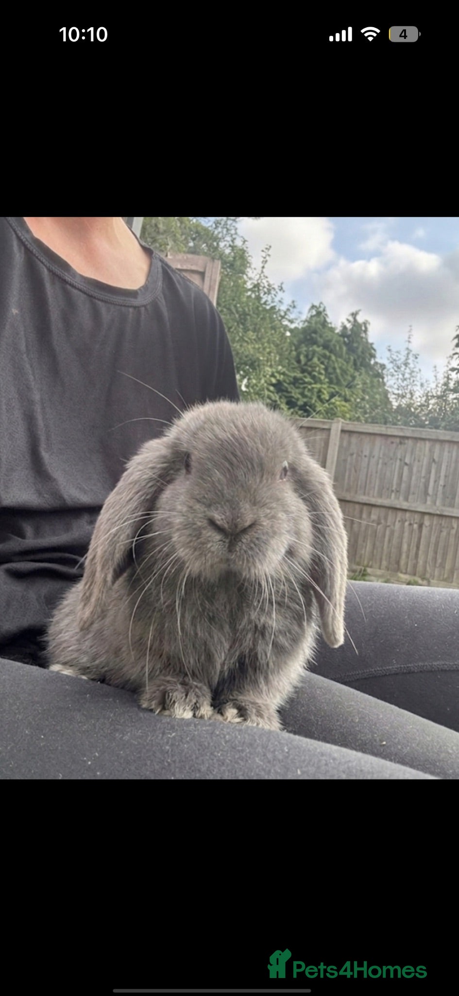 Mini Lop rabbits Male mini lop 10 weeks old  - Advert 1