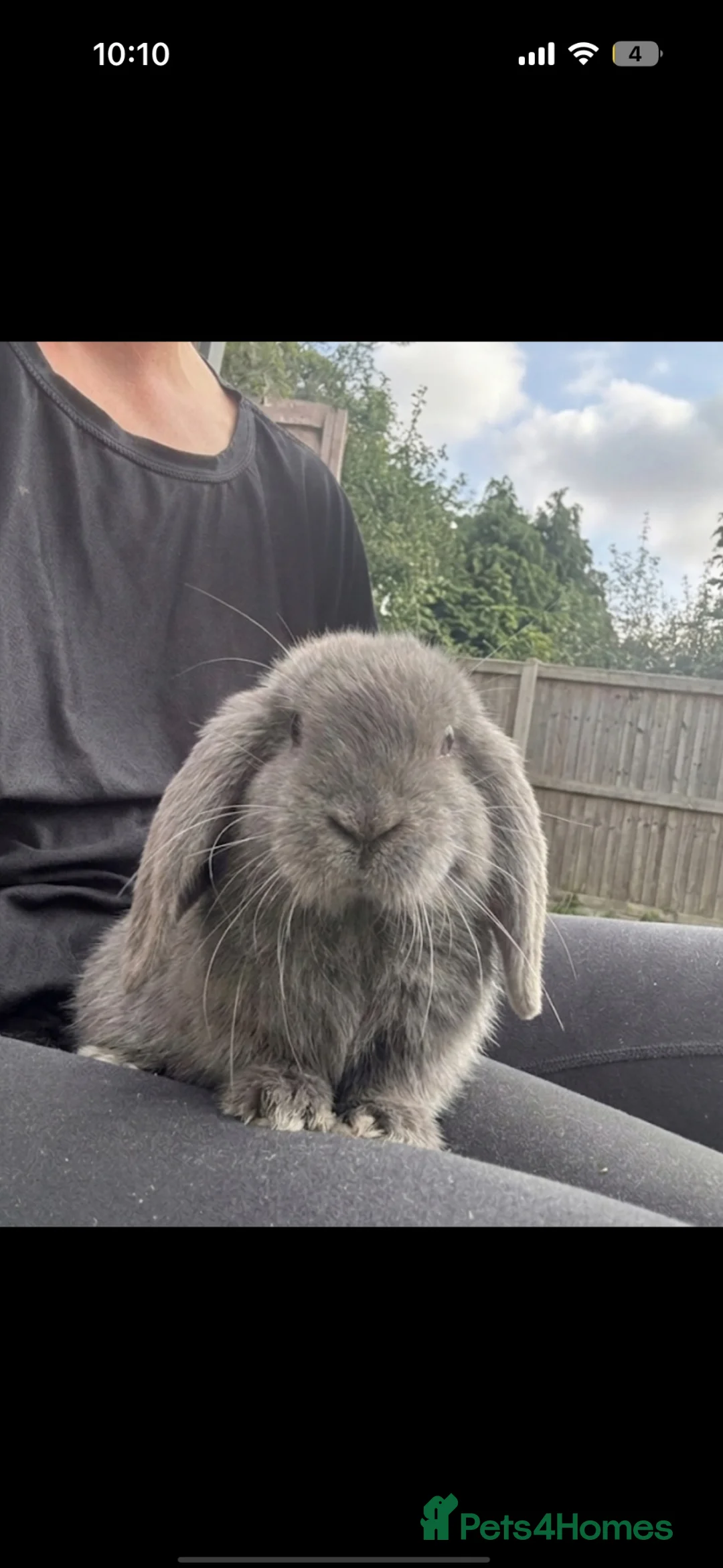 Mini Lop rabbits for sale: Male mini lop 10 weeks old  in Tadcaster - Advert 1