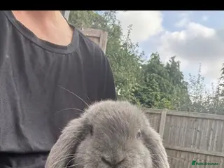 Mini Lop rabbits Male mini lop 10 weeks old - Advert 1