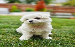 Maltese dogs for sale: Beautiful Maltese – KC, korean-Champion Bloodline - Image 4