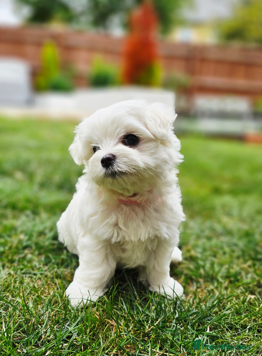 Maltese dogs for sale: Beautiful Maltese – KC, korean-Champion Bloodline - Image 4