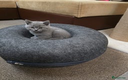 British Shorthair cats for sale: Meet Your Next Cuddle Buddy —  British Shorthair - Image 3