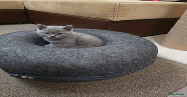 British Shorthair cats - Advert 13