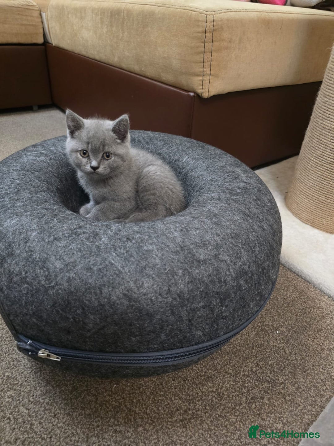 British Shorthair cats for sale: Meet Your Next Cuddle Buddy —  British Shorthair - Image 3