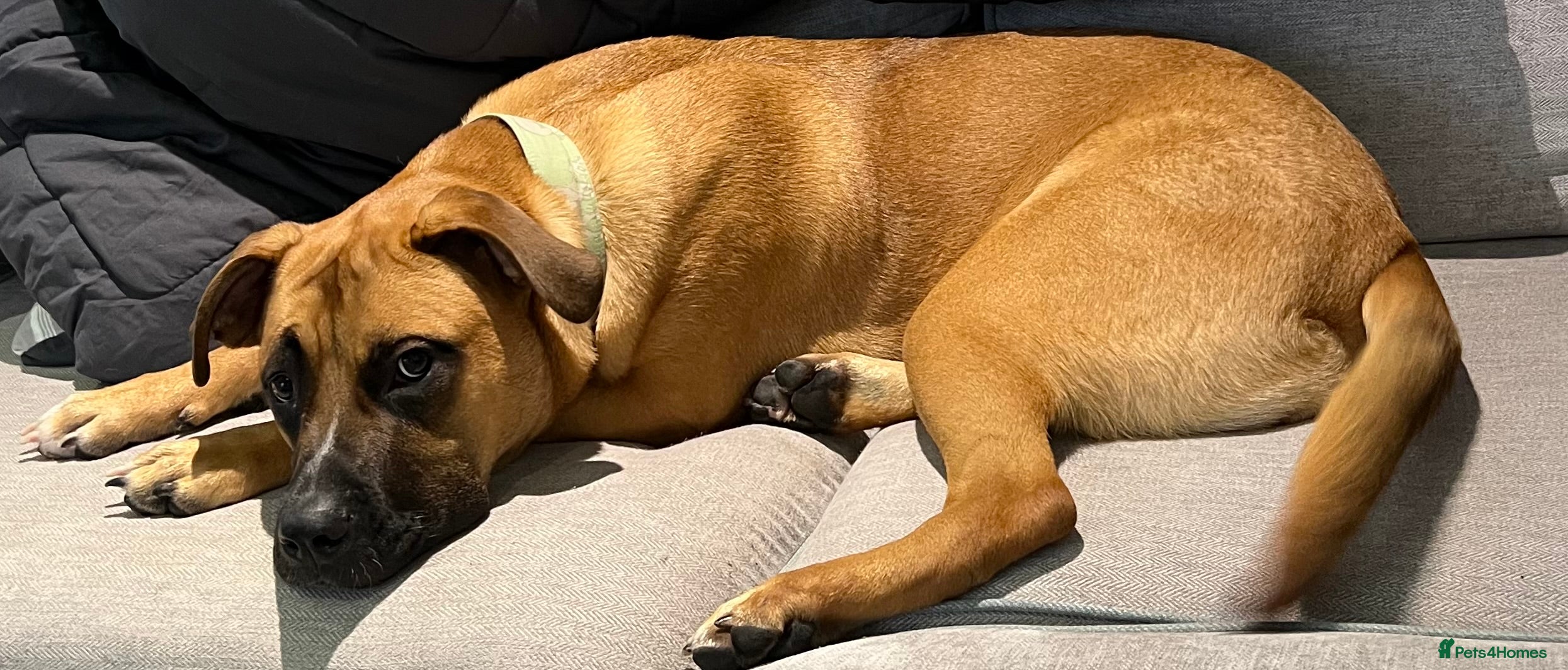 Bullmastiff dogs URGENT HOME NEEDED!!! in Oldham - Advert 2