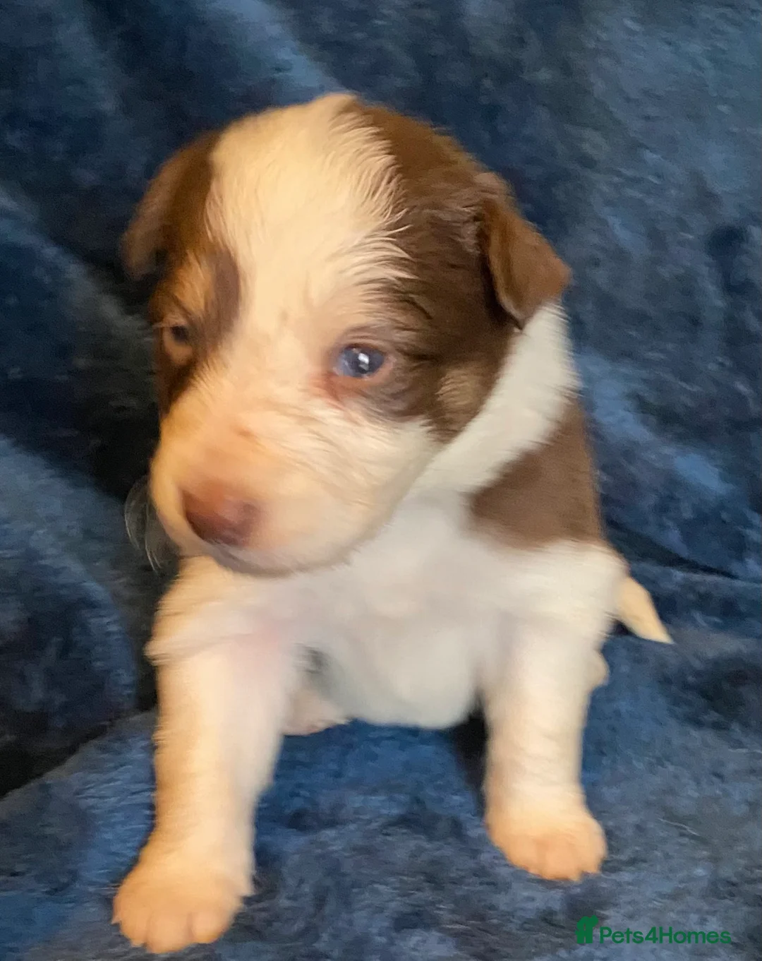 Border Collie dogs for sale: Red, White & Gold Border Collie Pups - Advert 21