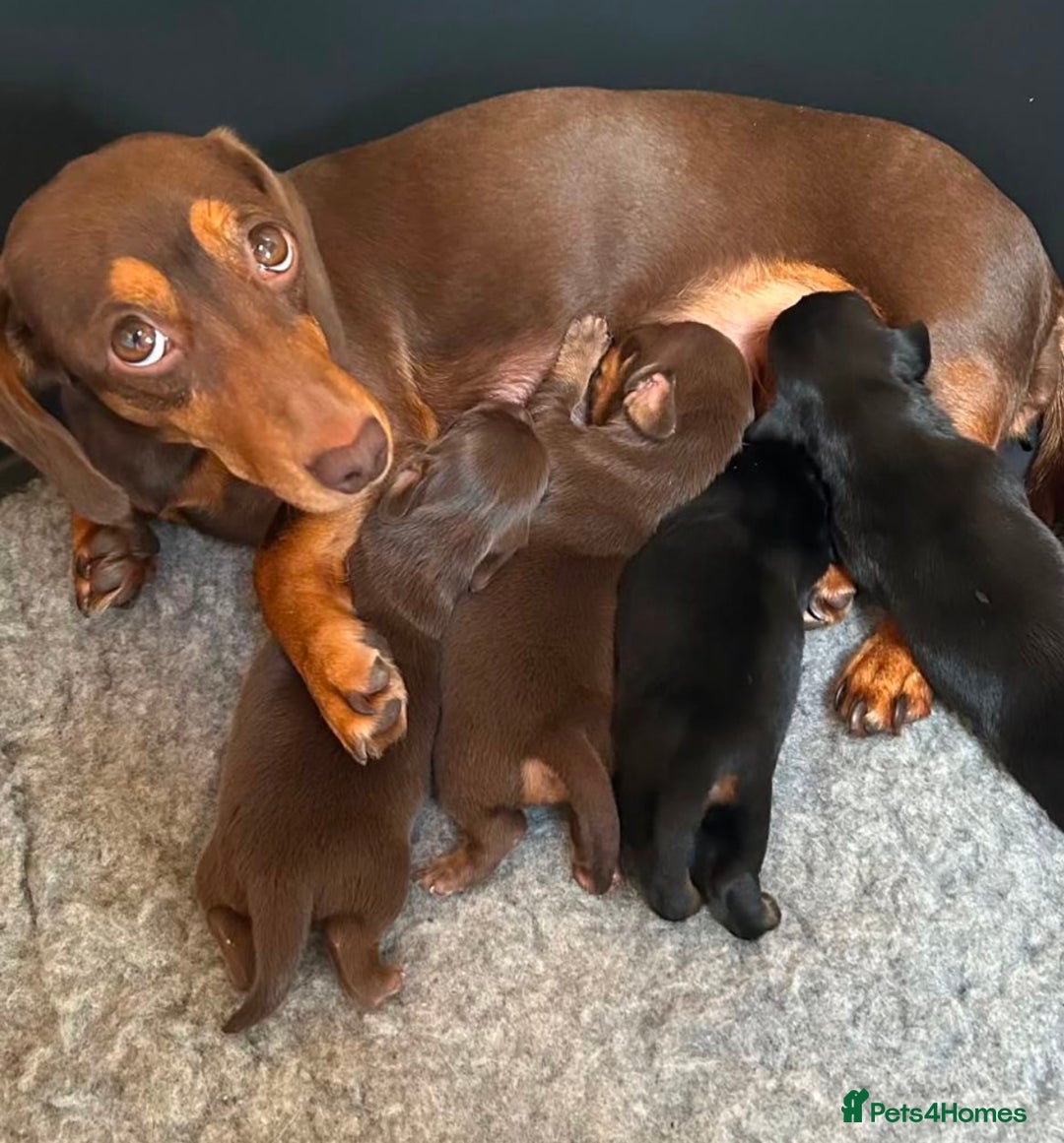 Miniature Dachshund dogs for stud: Proven Stud Black & Tan Miniature Dachshund Stud in Durham - Advert 19