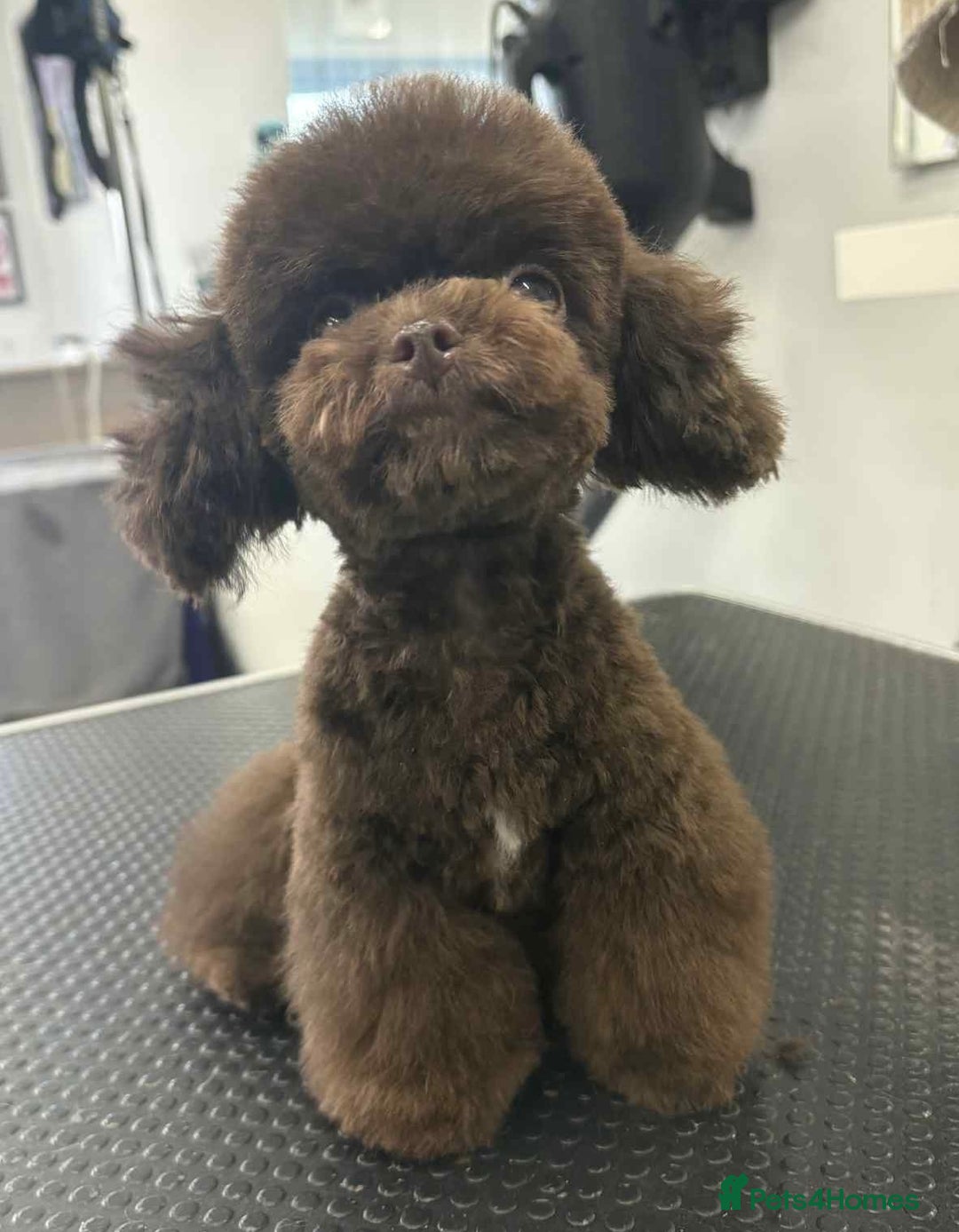 Toy Poodle dogs for stud: Tiny Asian Toy Poodle for stud duties  - Advert 1