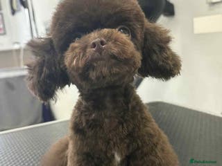 Toy Poodle dogs Tiny Asian Toy Poodle for stud duties - Advert 5