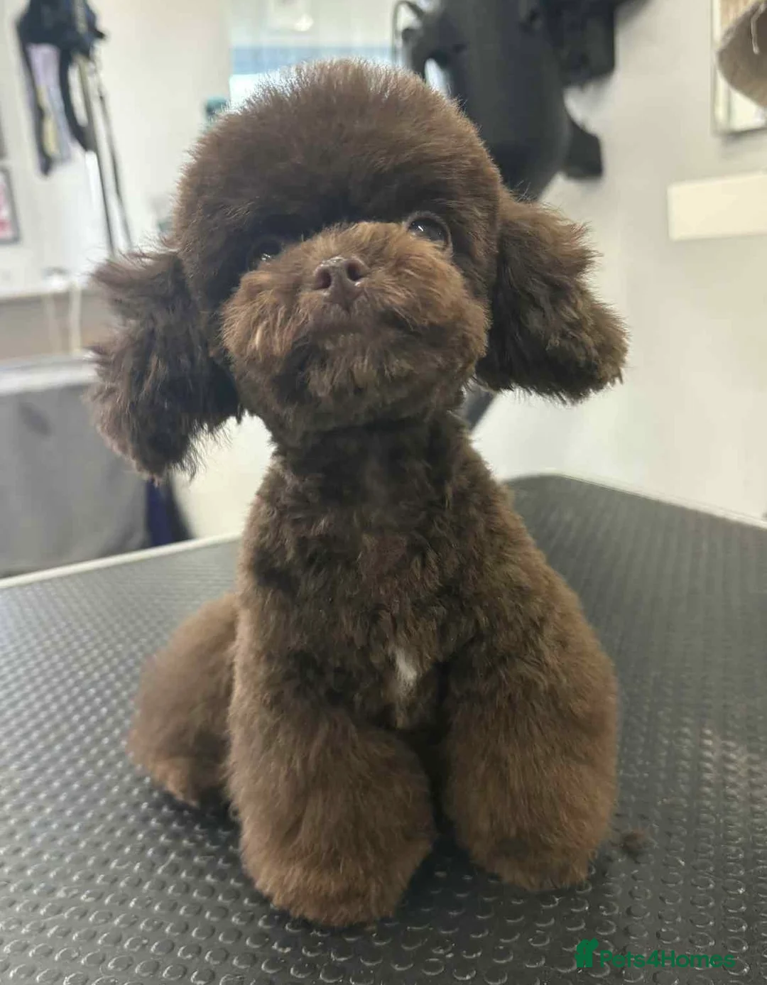Toy Poodle dogs for stud: Tiny Asian Toy Poodle for stud duties  - Advert 1