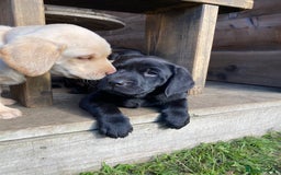 Labrador Retriever dogs for sale: Stunning Labrador Puppies - Image 37