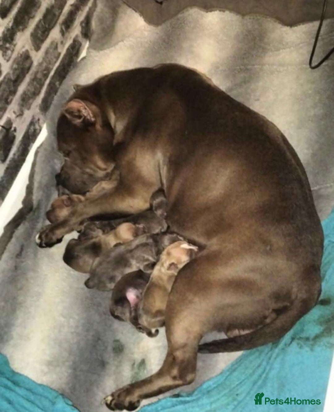 American Bully dogs for sale: Classic American pocket bullys - Image 2
