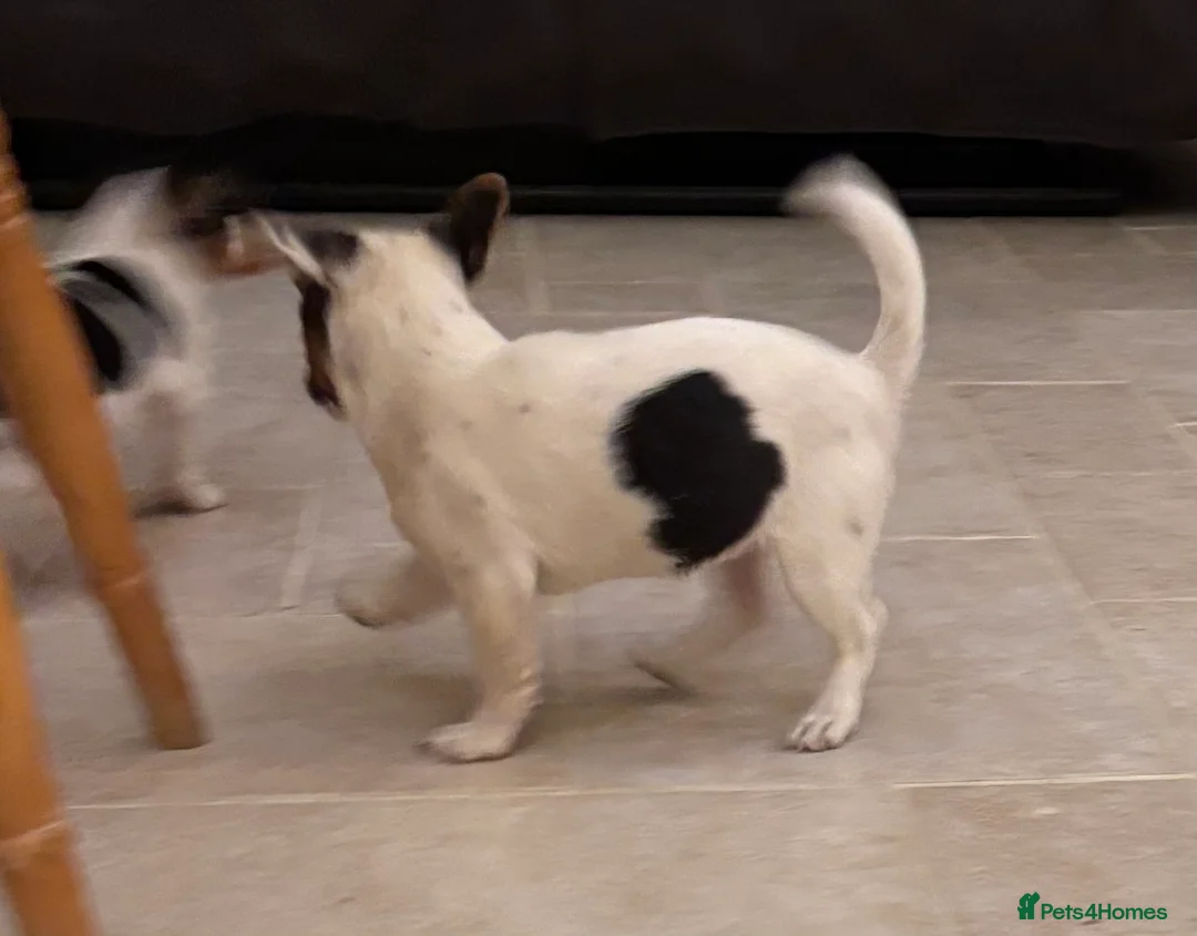 Jack Russell dogs for sale: Jack Russell Puppy  - Advert 4