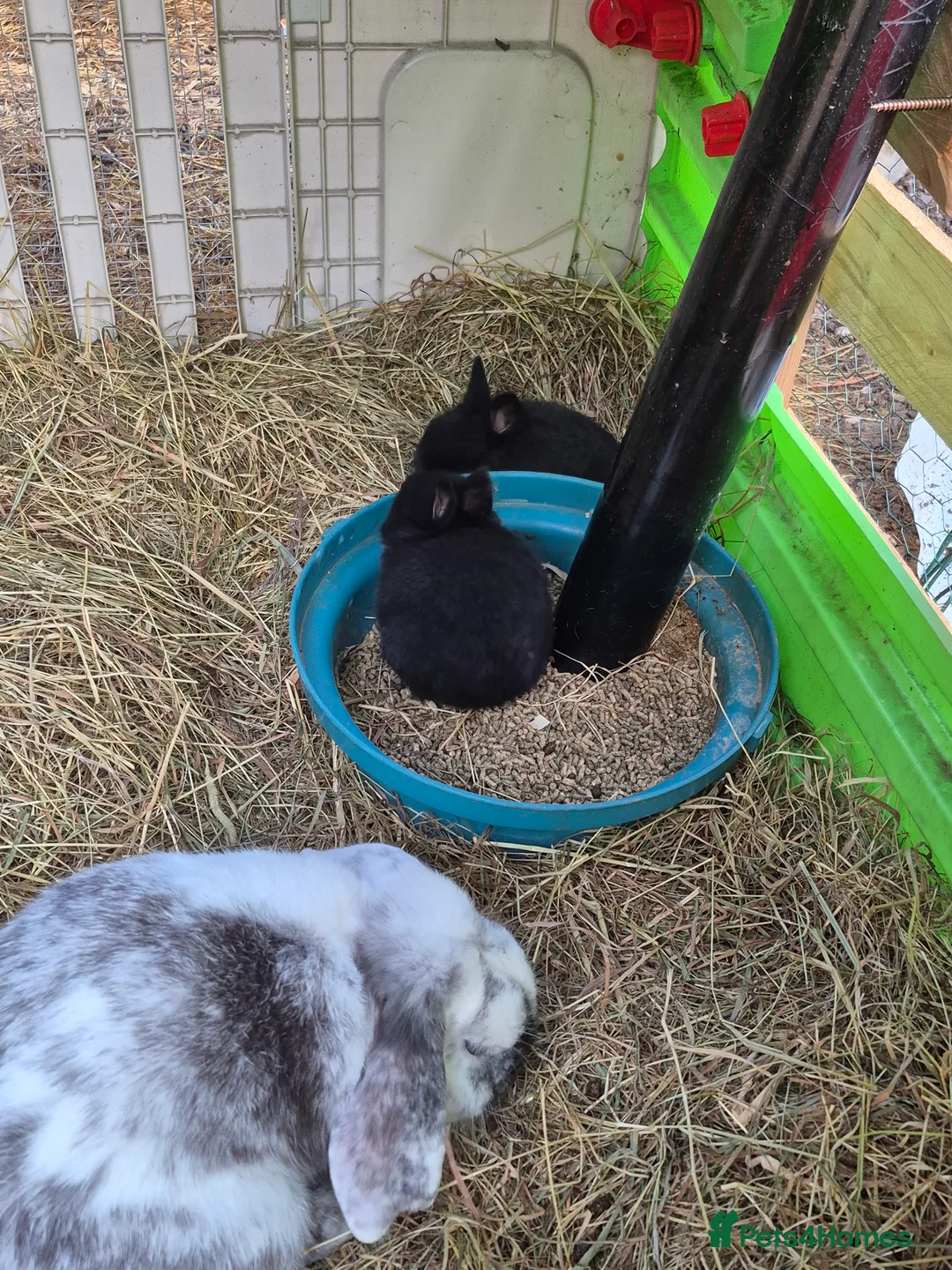 English Lop rabbits for sale: Mixed breed baby rabbit  - Advert 2