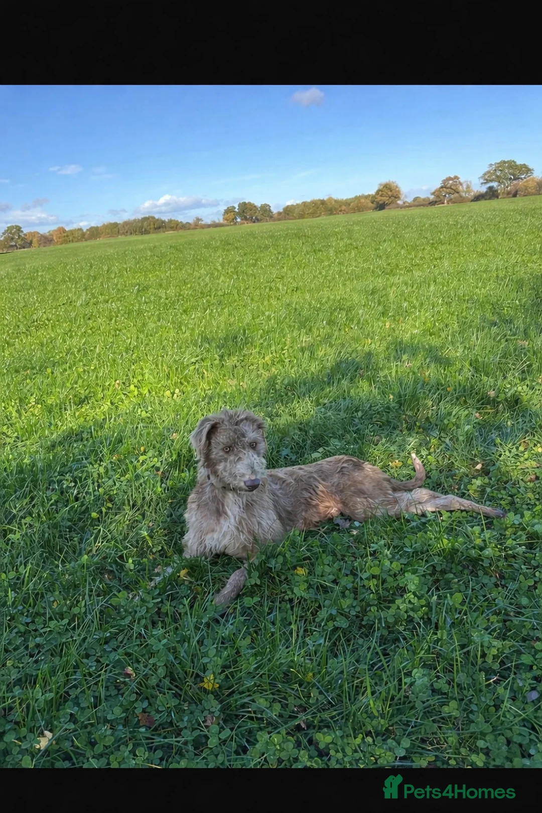 Mixed Breed dogs for sale: Sadly have to let our boy go in Polegate - Advert 3