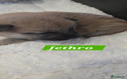 Japanese Shiba Inu dogs for sale: Beautiful Shiba - Image 9