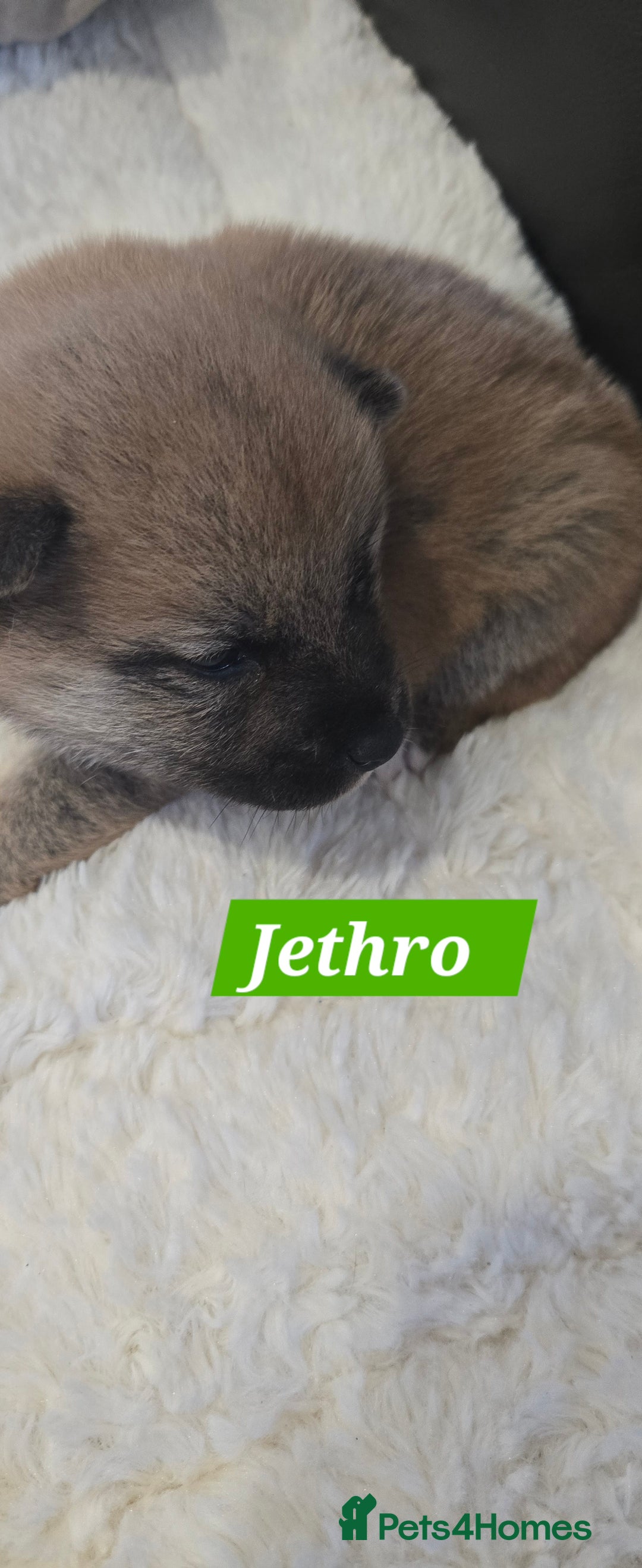 Japanese Shiba Inu dogs for sale: Beautiful Shiba - Image 9