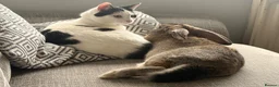 Mixed Breed rabbits for sale: Bunnie for re-homing   in Margate - Advert 5