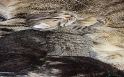 Mixed Breed cats for sale: 2 boy kittens  - Image 9