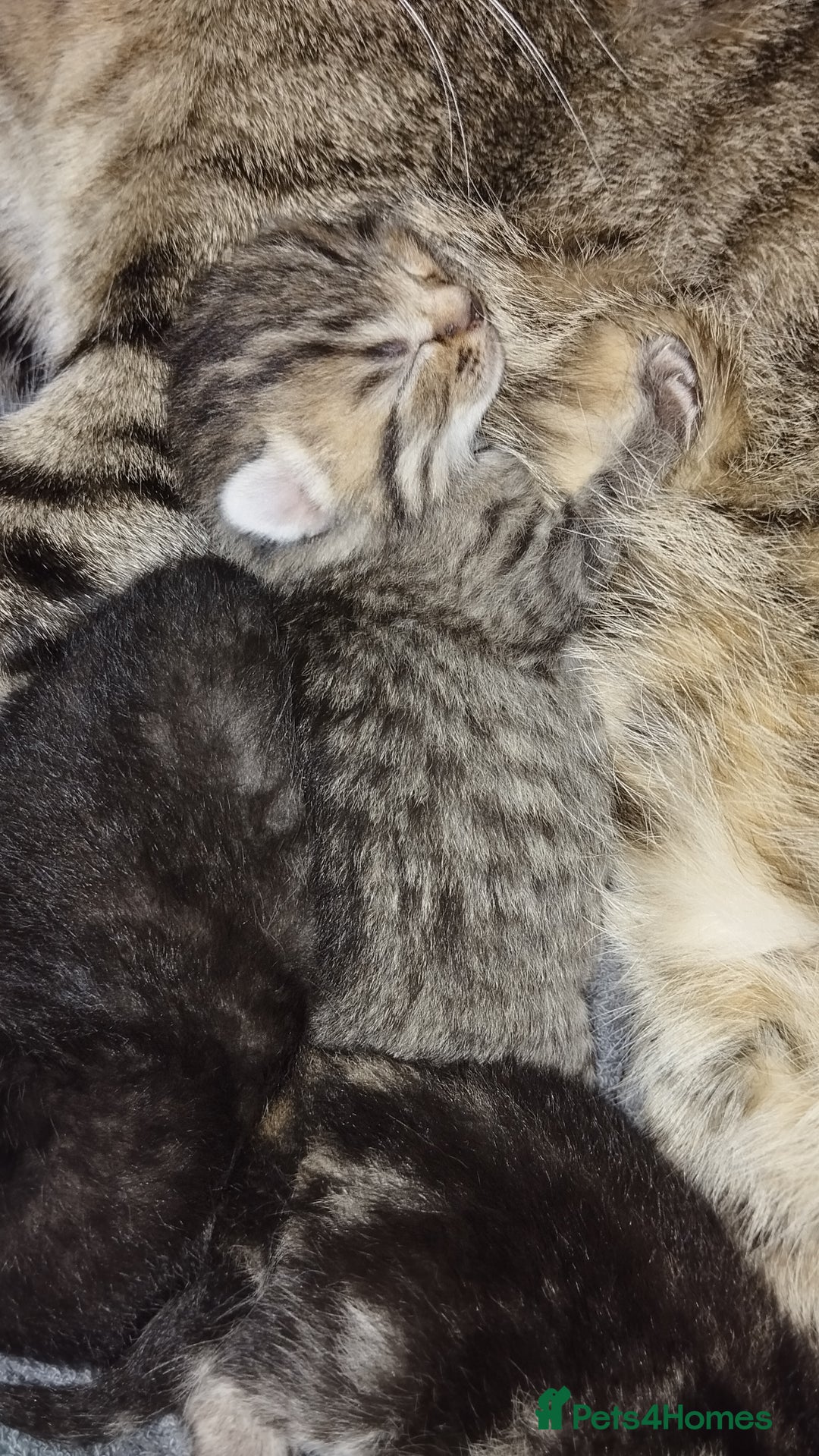 Mixed Breed cats for sale: 2 boy kittens  - Image 9