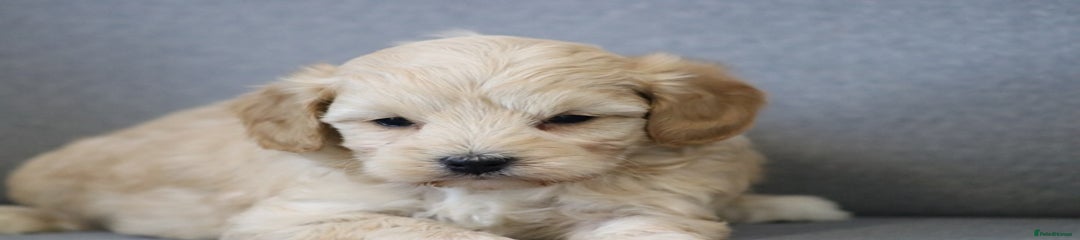 Cavapoochon Puppy 2