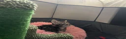 Mixed Breed cats for sale: Three kittens looking for loving homes  - Advert 11
