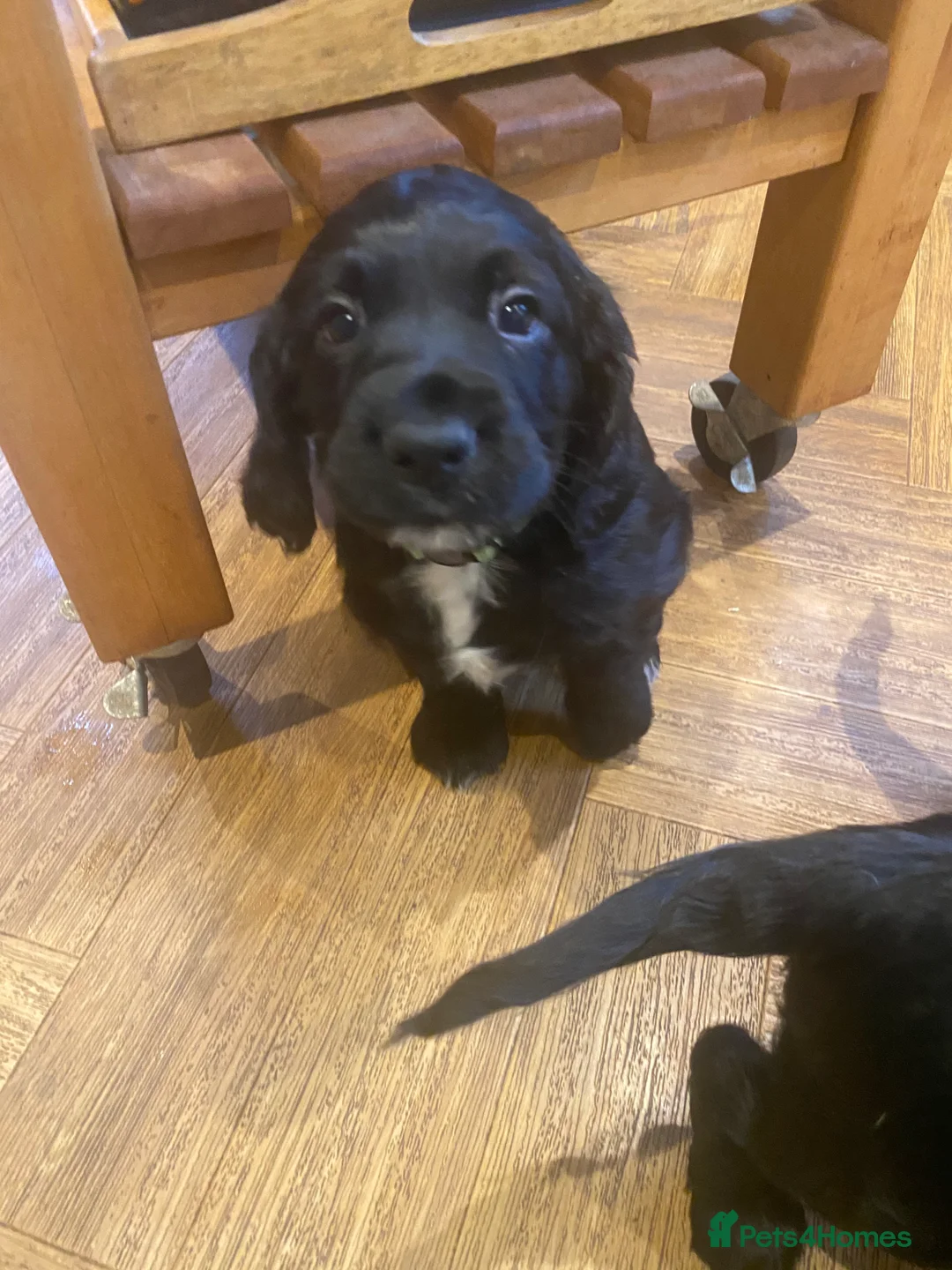 Cocker Spaniel dogs for sale: Working Cocker Puppies - Advert 3