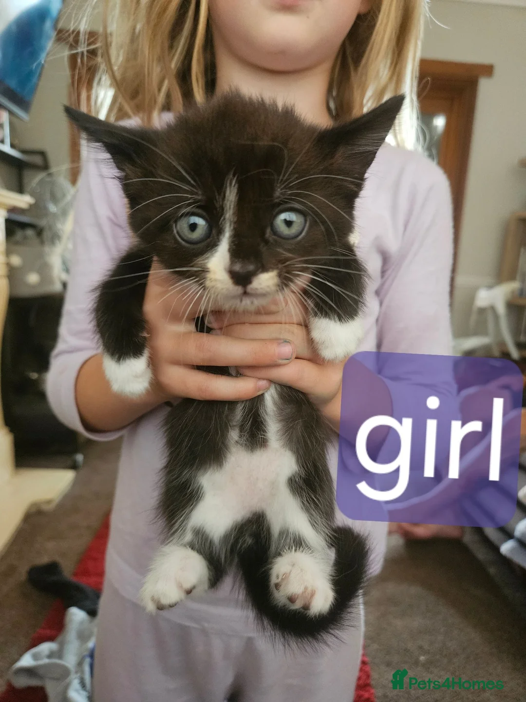 Mixed Breed cats for sale: Kittena for sale, crewe  - Advert 2