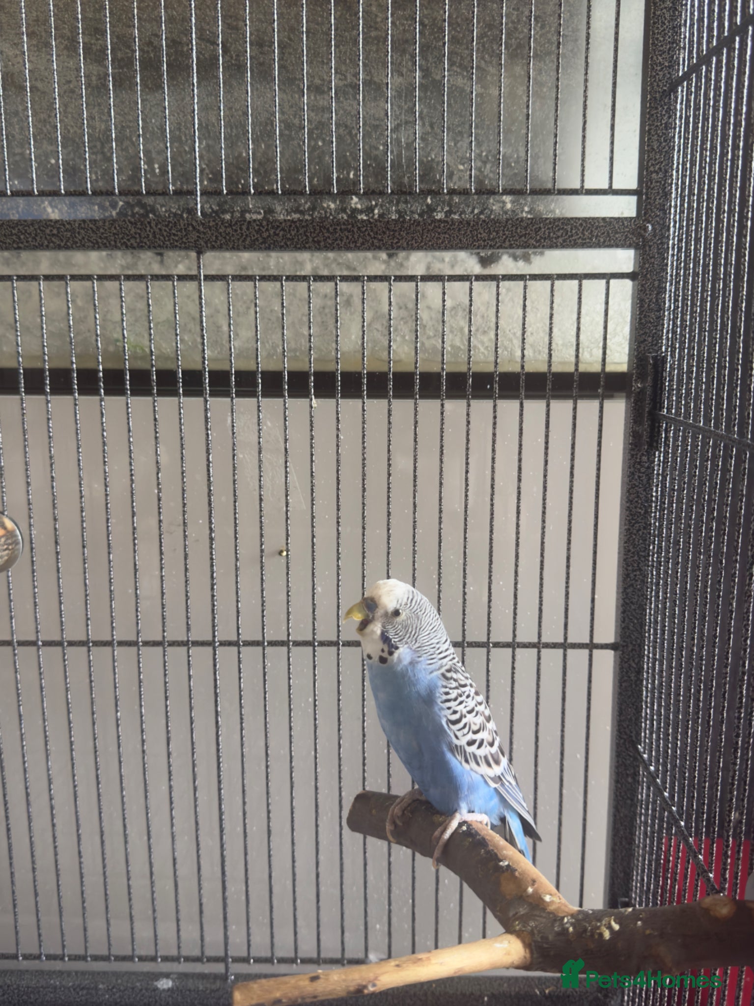 Budgerigars birds for sale: Budgies for sale in Oldham - Advert 1