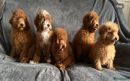 Poochon dogs for sale: Gorgeous Red Toy Poochon Pups fully health tested - Image 3