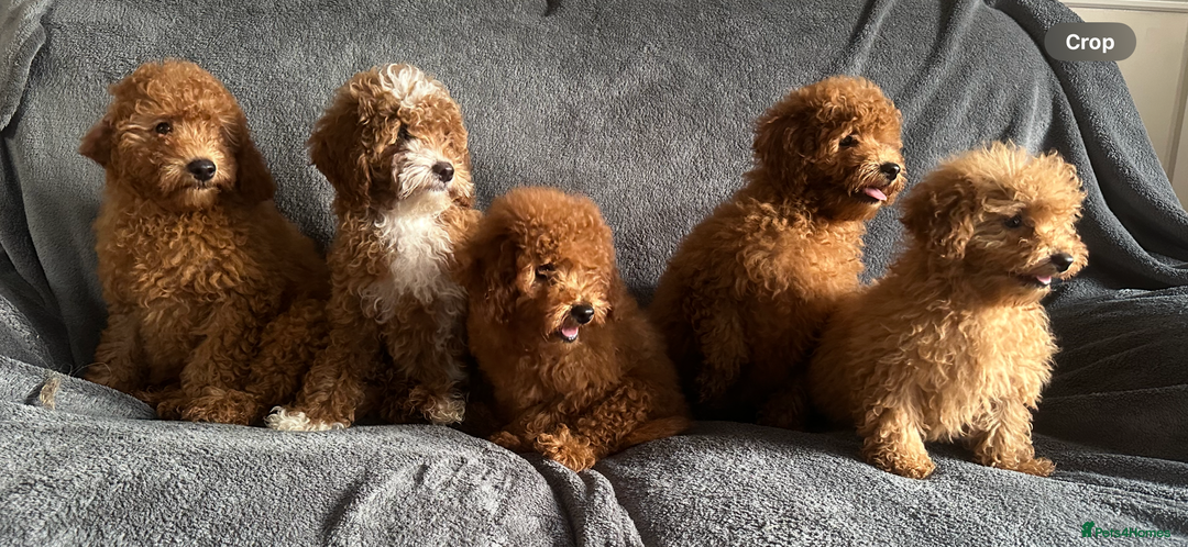 Poochon dogs for sale: Gorgeous Red Toy Poochon Pups fully health tested - Image 3