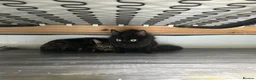 Turkish Angora cats for sale: Two Cats for One Loving Home ! in Birmingham - Advert 5
