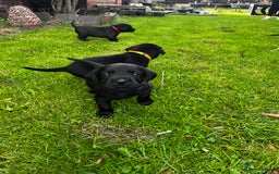 Labrador Retriever dogs for sale: Nicky shields  - Image 4