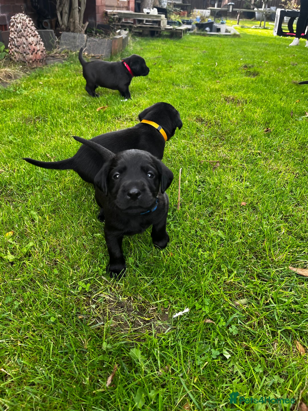 Labrador Retriever dogs for sale: Nicky shields  - Image 4