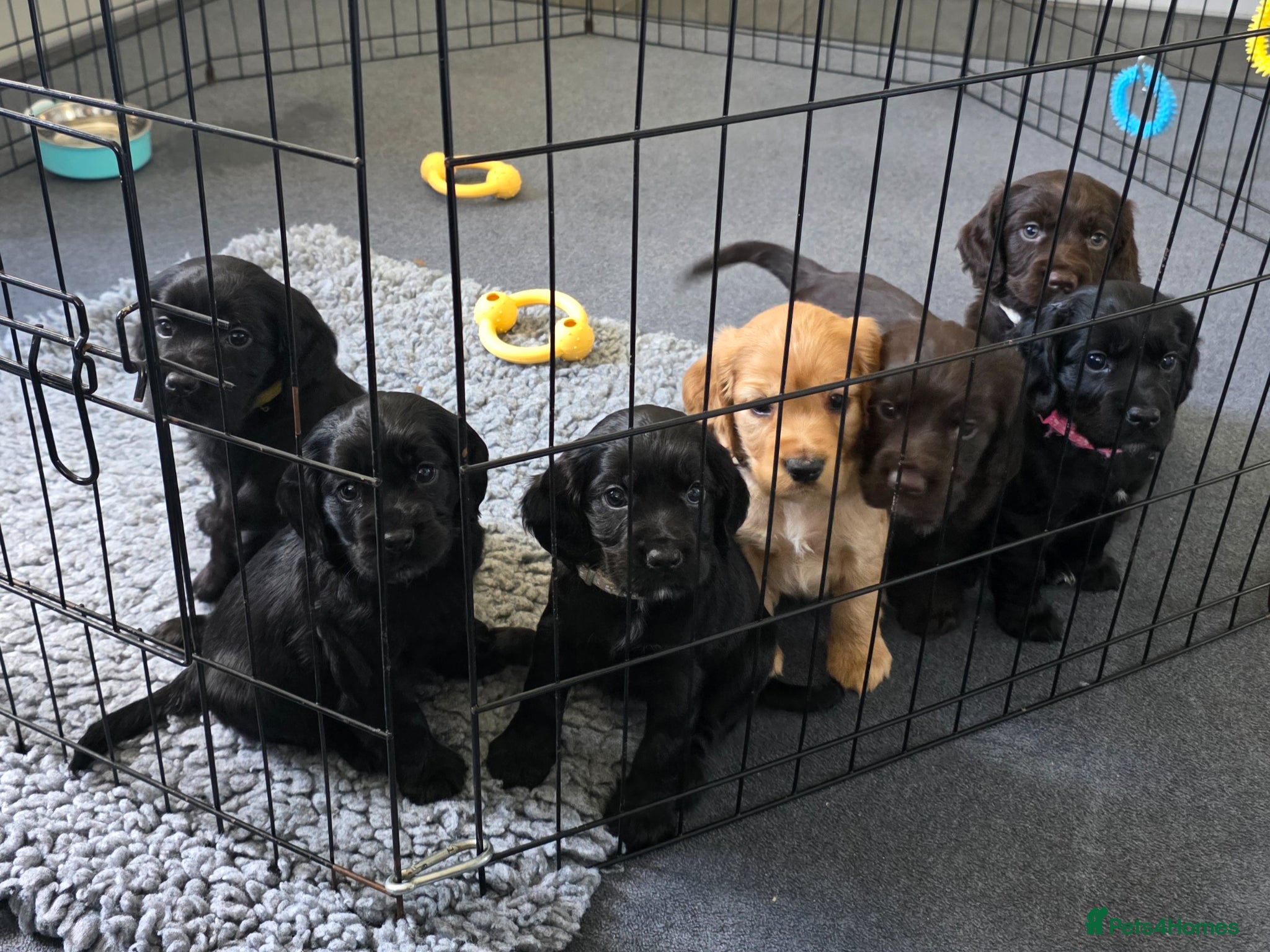 Cocker Spaniel dogs Working Cocker Spaniel Pups - Black Male available - Advert 4