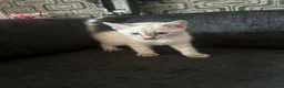 Bengal cats for sale: Snow White Charcoal Bengal Kittens  - Advert 5