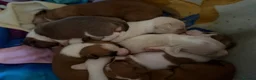 Mixed Breed dogs for sale: 6 boy puppies for sale  - Advert 1