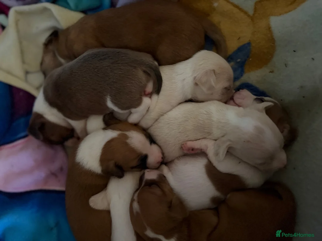 Mixed Breed dogs for sale: 6 boy puppies for sale  - Advert 1