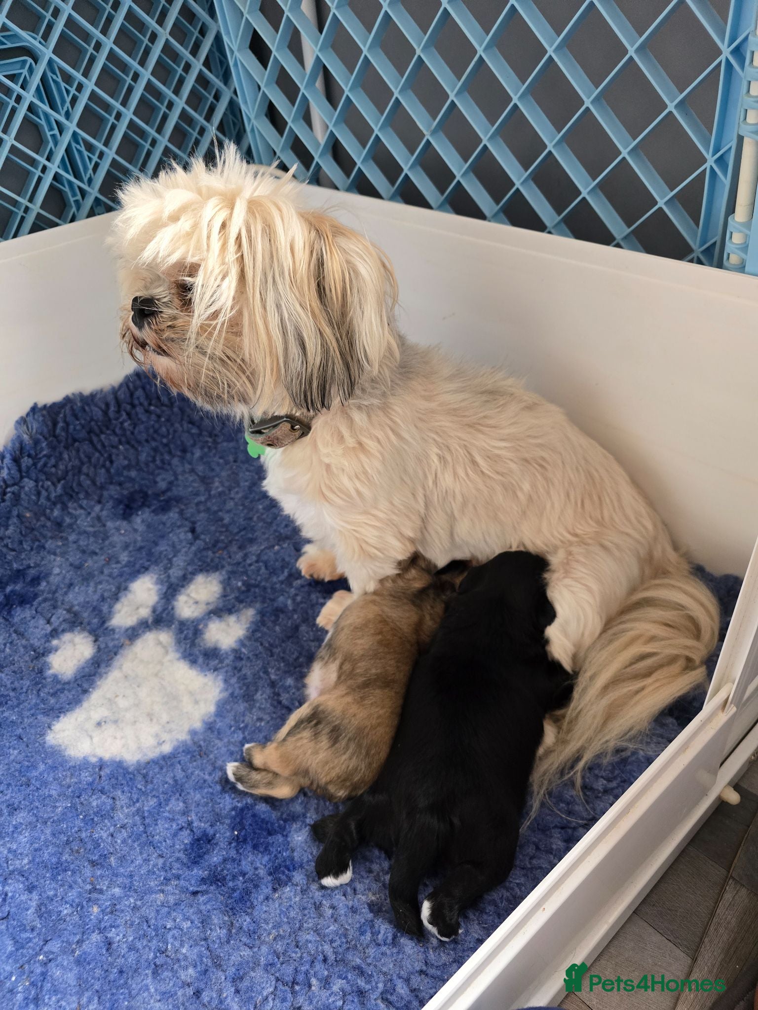 Lhasa Apso dogs 🩵🐶 2x Lhasa Apso Male Pups *Parents Tested PRA4  - Advert 1