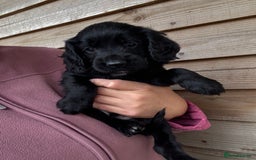 Sprocker dogs for sale: Sprocker spaniel puppy’s for sale  - Image 23