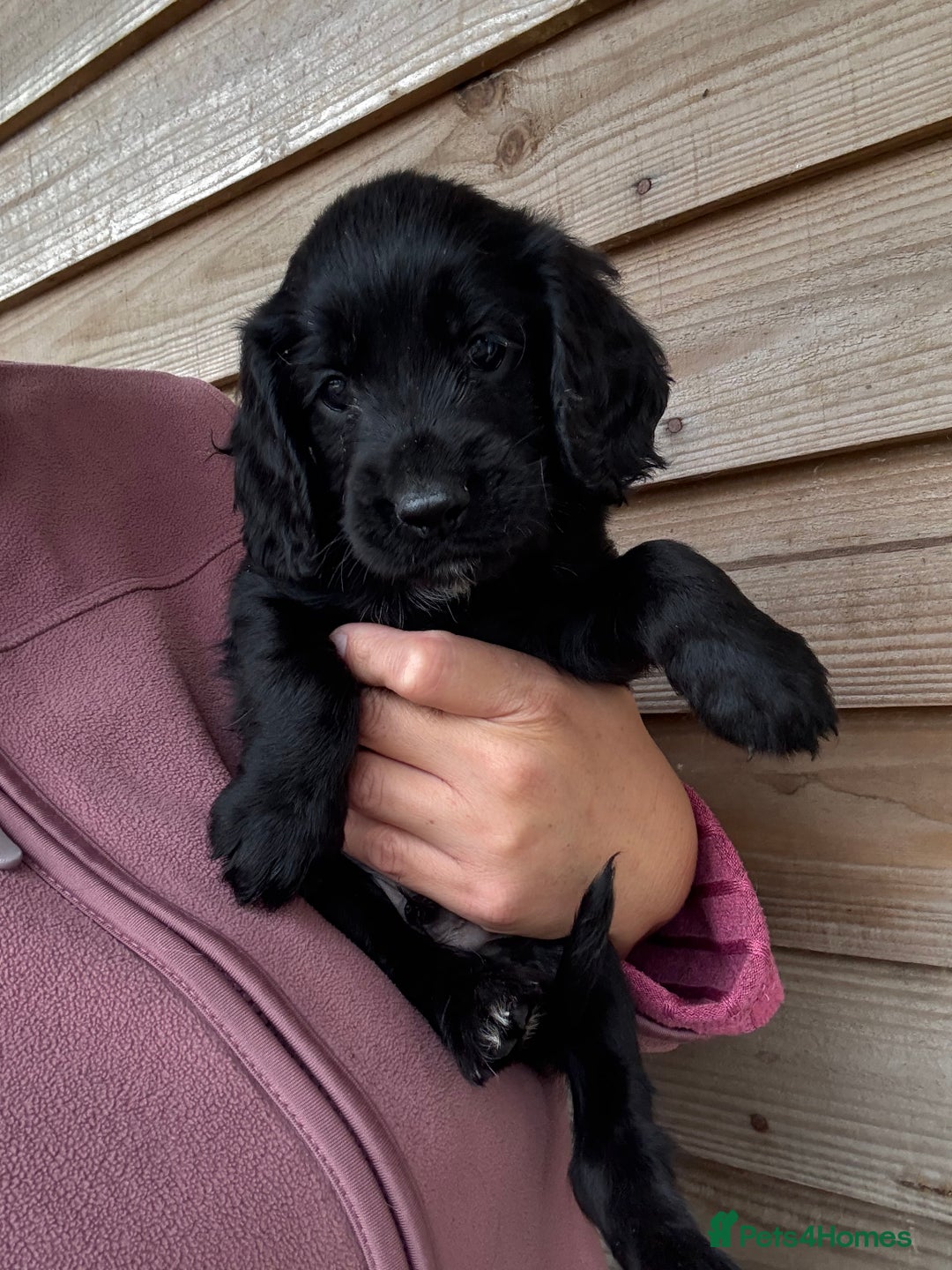 Sprocker dogs for sale: Sprocker spaniel puppy’s for sale  - Image 23