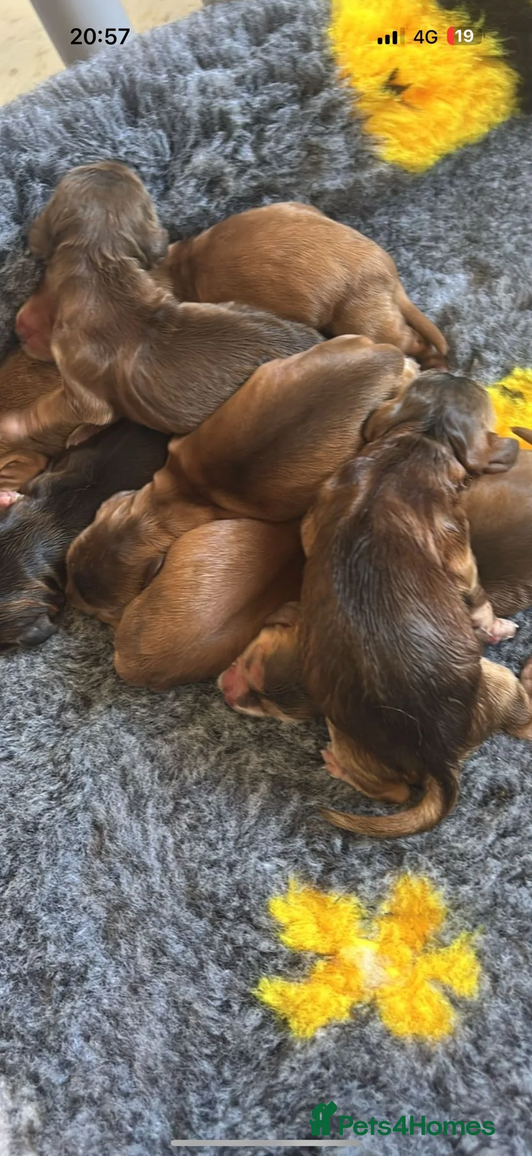 Cocker Spaniel dogs for stud: Red Sable Show Cocker Spaniel available for stud  - Advert 6