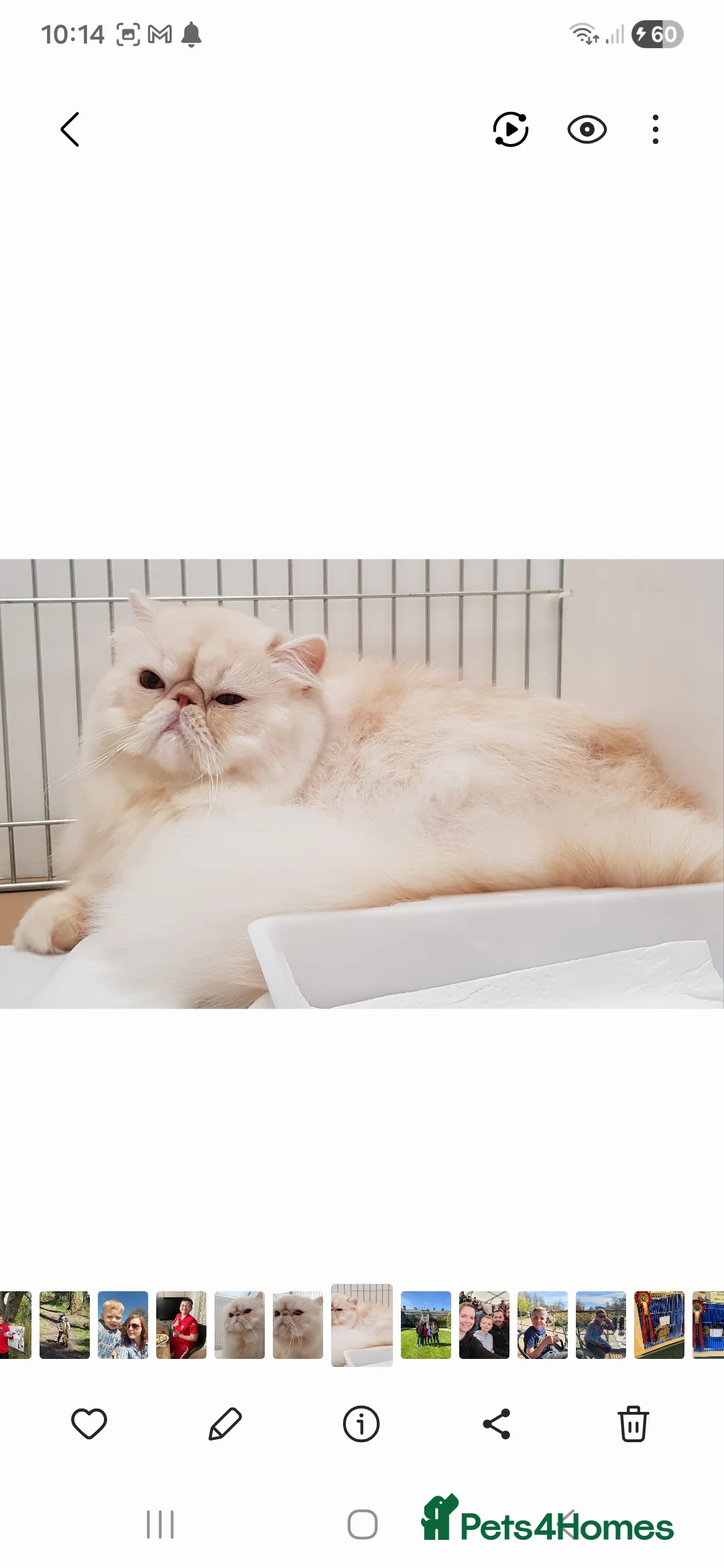 Persian cats for sale: Grand champion cameo male persian - Advert 3