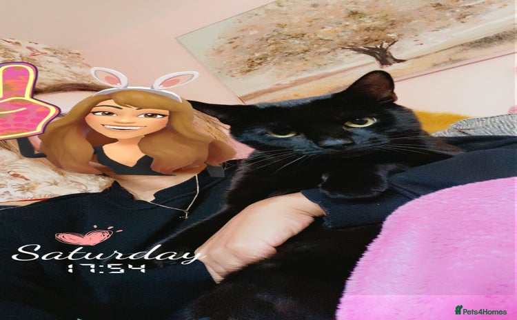 Domestic Shorthair cats - Advert 18