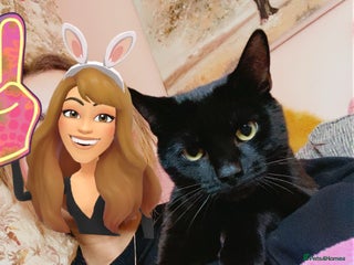 Domestic Shorthair cats - Advert 27