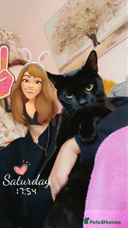 Domestic Shorthair cats - Advert 4